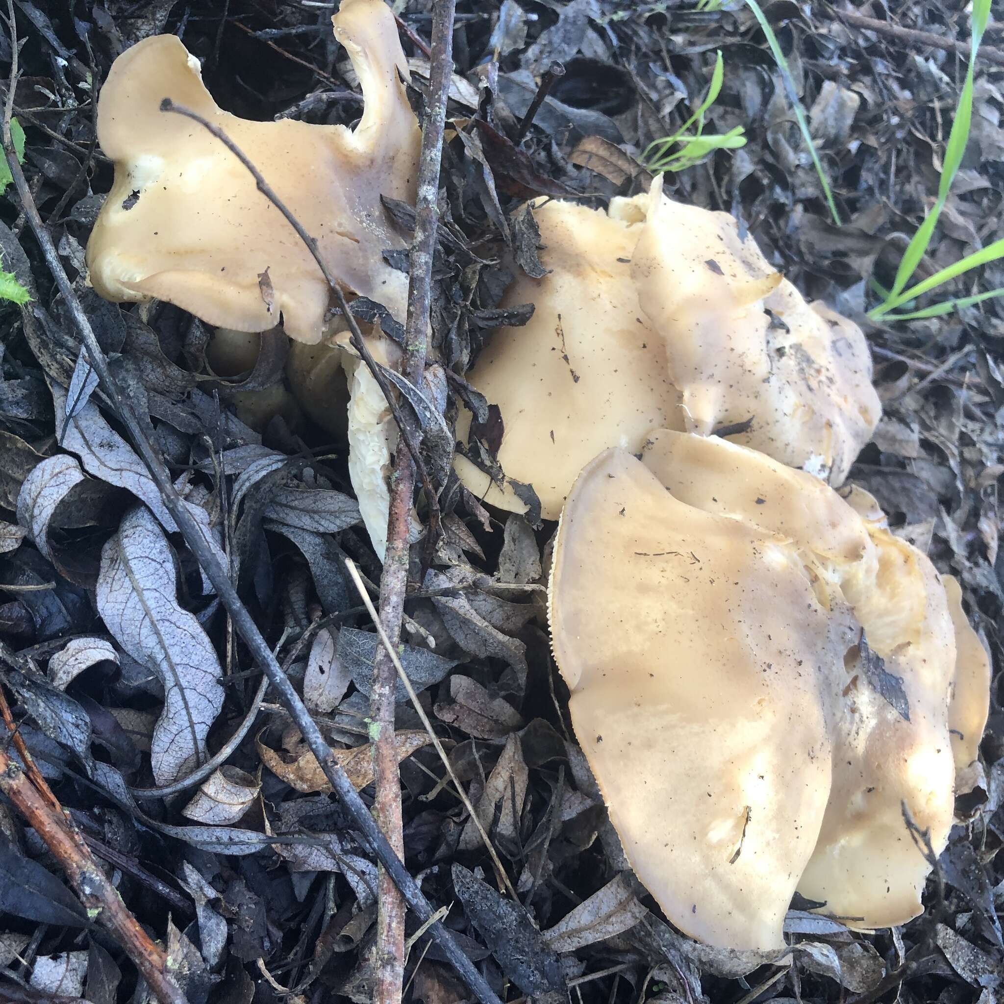 Image of Clitocybe brunneocephala H. E. Bigelow 1982