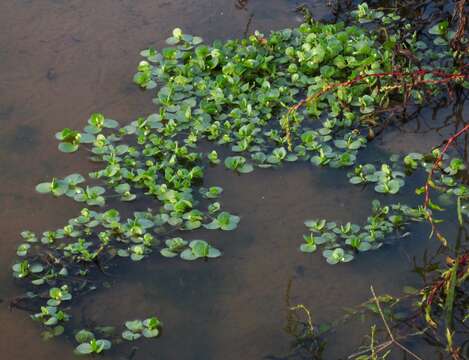 Image of disk waterhyssop