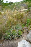 Image of Aloe brevifolia Mill.