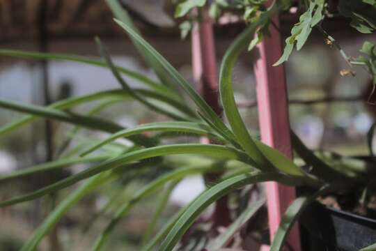 Image of Tradescantia hirta D. R. Hunt