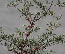 Image of silver buffaloberry