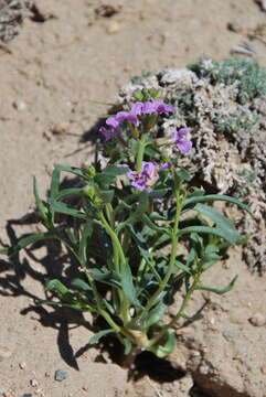 Image de Dontostemon elegans Maxim.