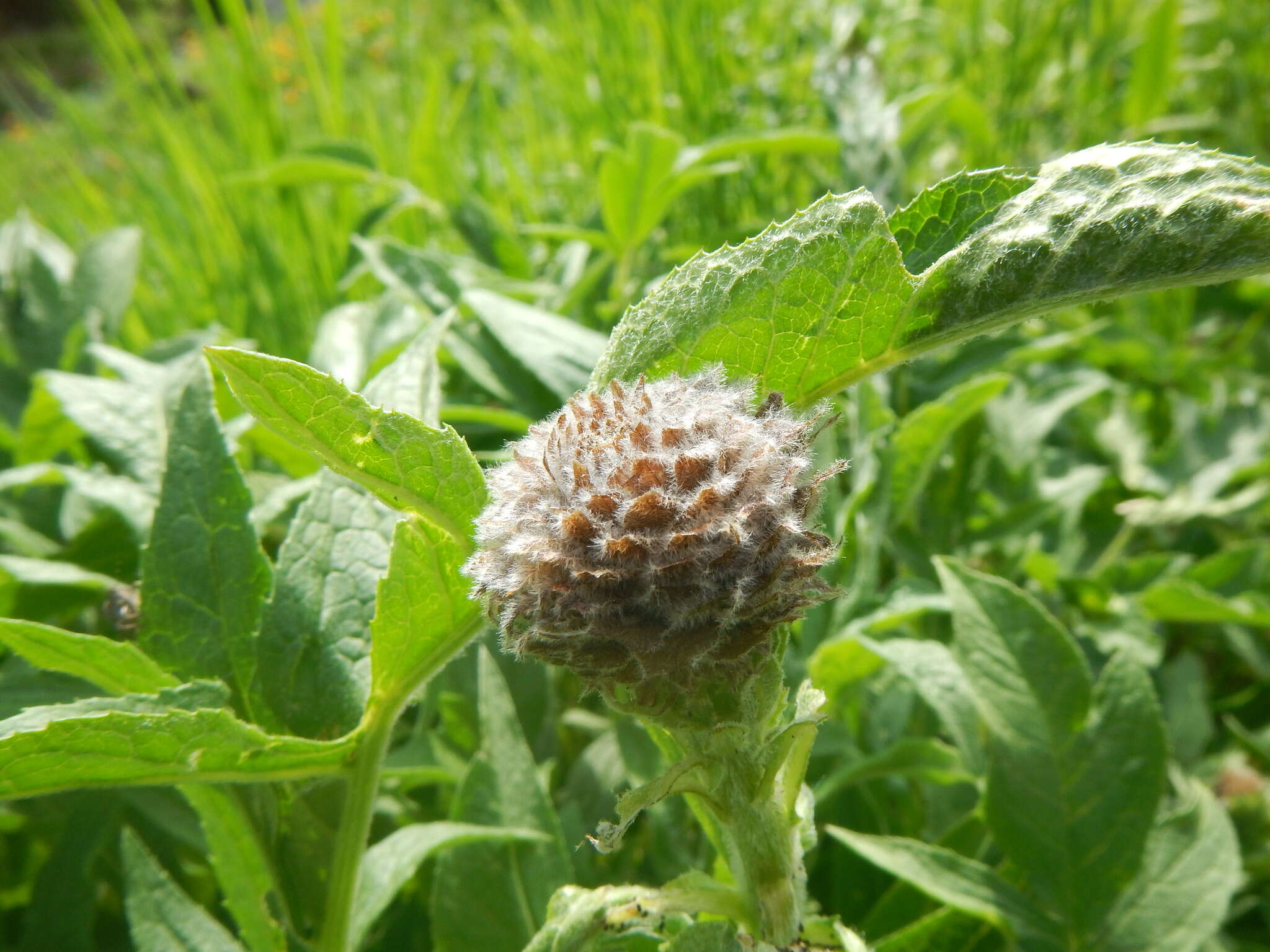 Image of Rhaponticum carthamoides subsp. carthamoides