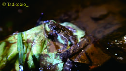 Image of Bourbon Toad