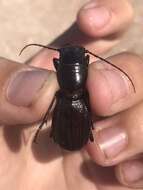 Image of Great Plains Giant Tiger Beetle