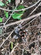 Image of Brachypelma hamorii Tesmoingt, Cleton & Verdez 1997