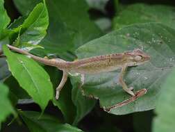 Image of Black-headed Dwarf Chameleon