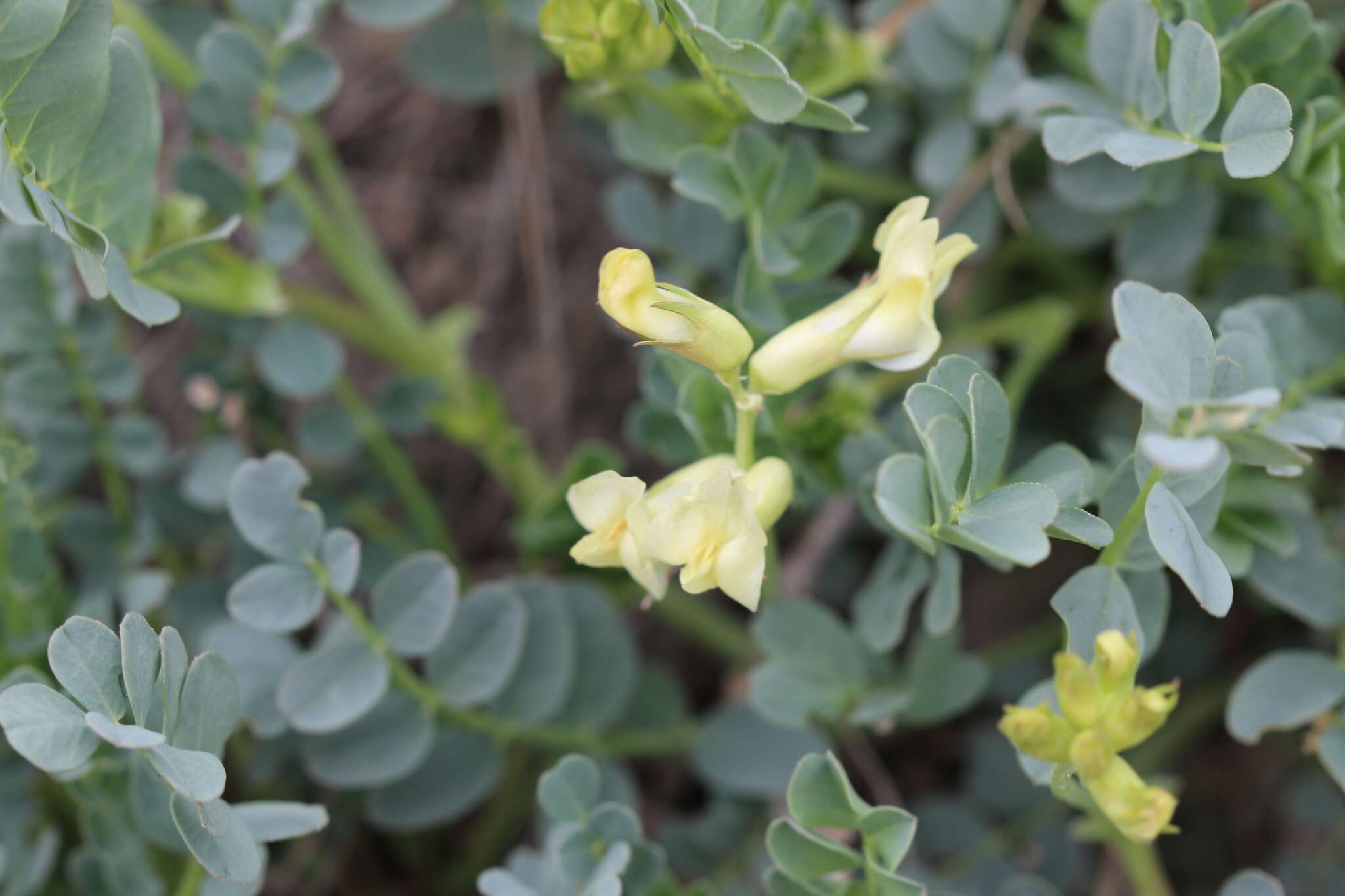 Imagem de Astragalus beckwithii var. weiserensis M. E. Jones