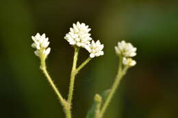 Image of Persicaria stelligera (Cham.) Galasso