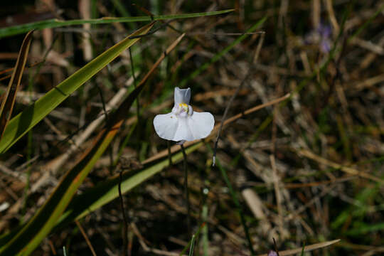 Utricularia tricolor A. St. Hil. resmi