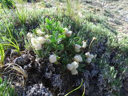 Plancia ëd Oxytropis triphylla (Pall.) Pers.