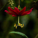 Imagem de Passiflora antioquiensis Karst.