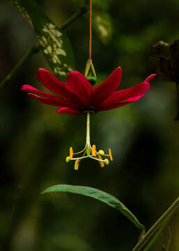 Imagem de Passiflora antioquiensis Karst.