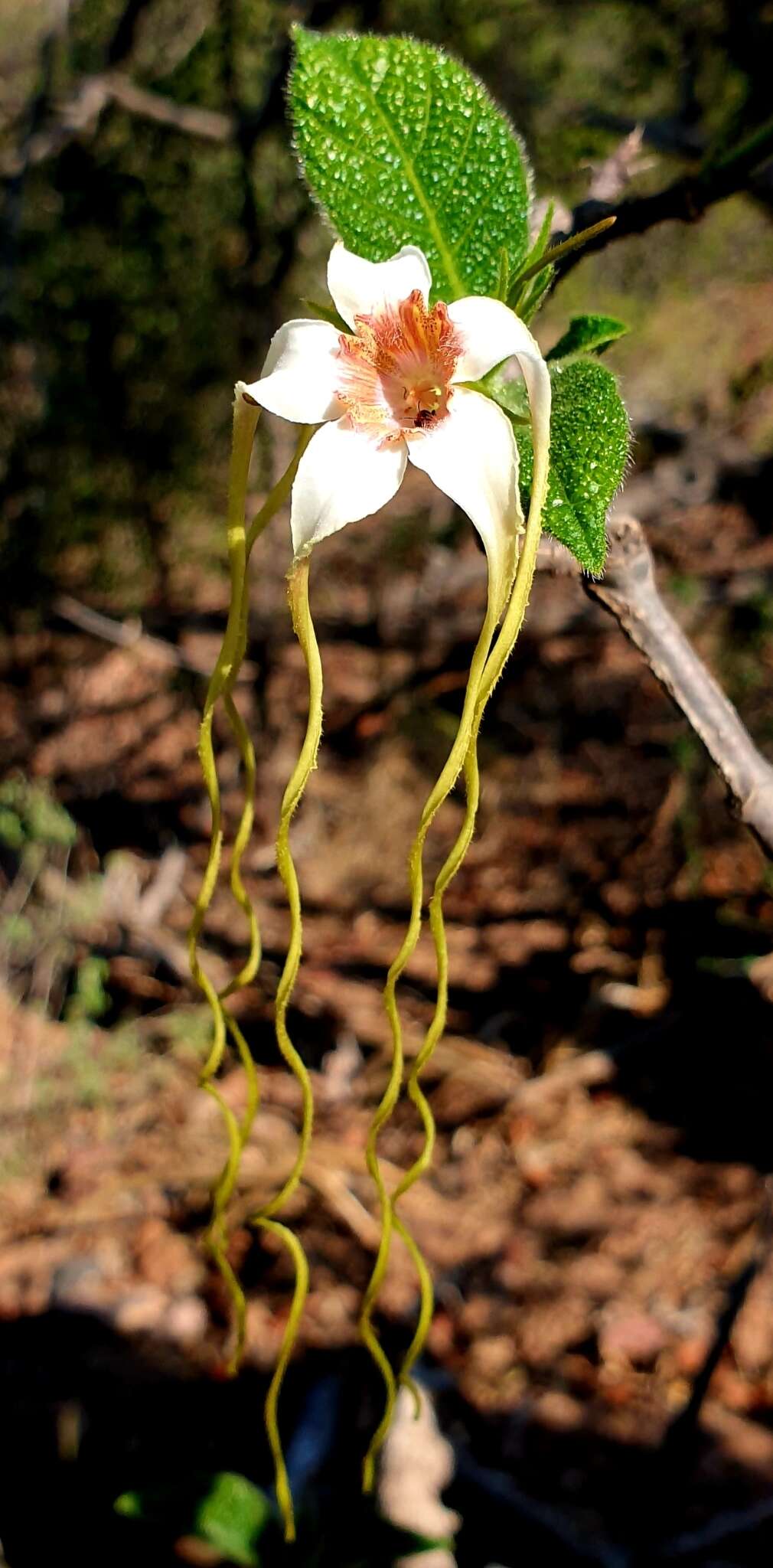 Plancia ëd Strophanthus kombe Oliv.