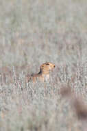 Image of Yellow Ground Squirrel