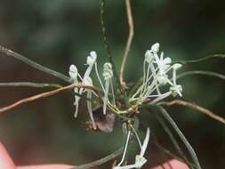 Plancia ëd Microcoelia caespitosa (Rolfe) Summerh.