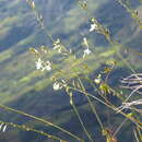 Image de Trihesperus glaucus (Ruiz & Pav.) Herb.