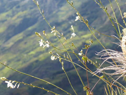 Image of Trihesperus glaucus (Ruiz & Pav.) Herb.