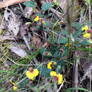 Plancia ëd Bossiaea prostrata R. Br.