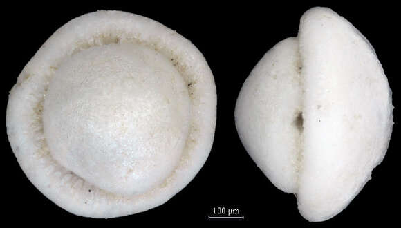 Image of Glabratella ornatissima (Cushman 1925)