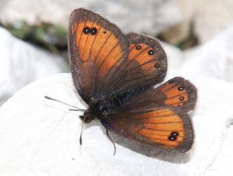 Image of Silky Ringlet