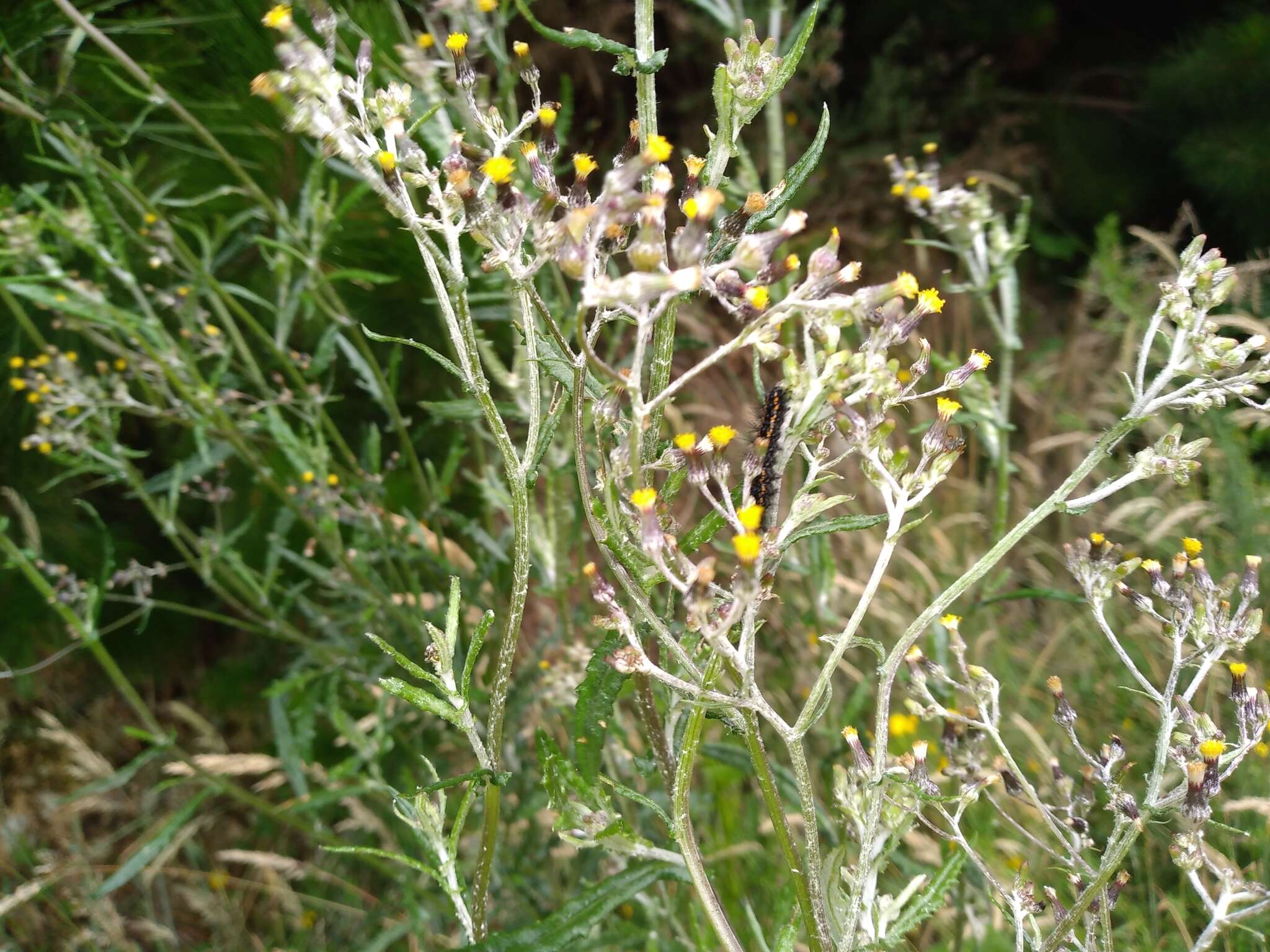 Image of Senecio glomeratus subsp. glomeratus