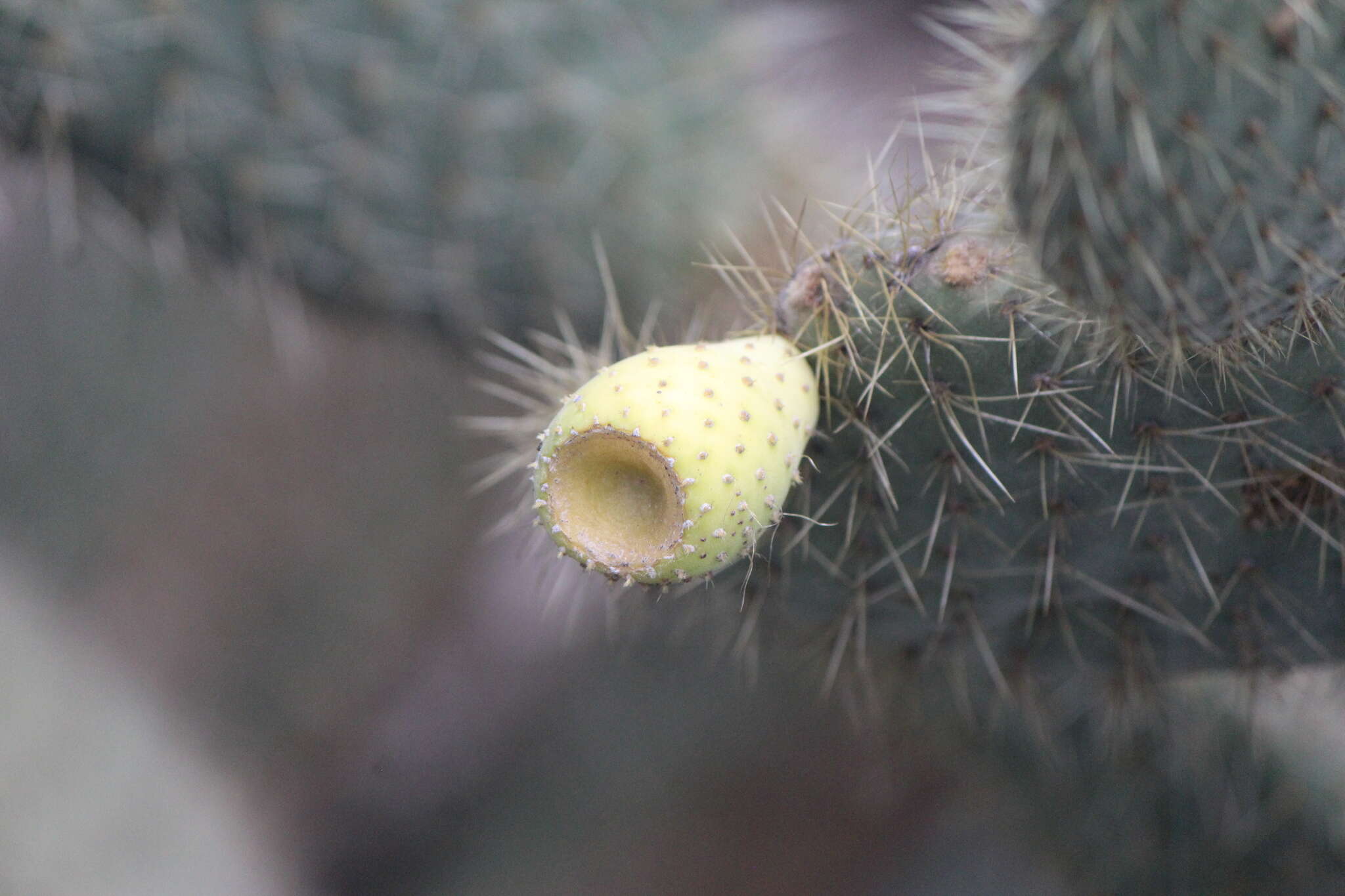 Plancia ëd Opuntia leucotricha DC.