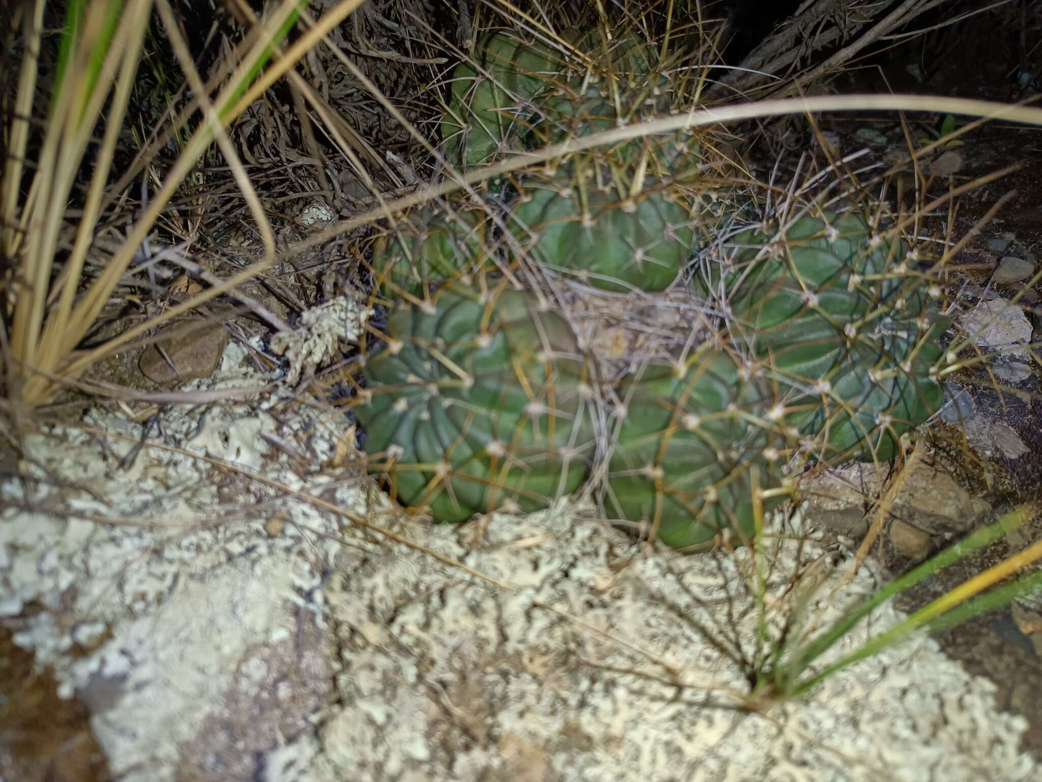 Echinopsis backebergii Werderm. resmi