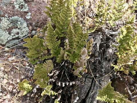 Image of Fendler's lipfern