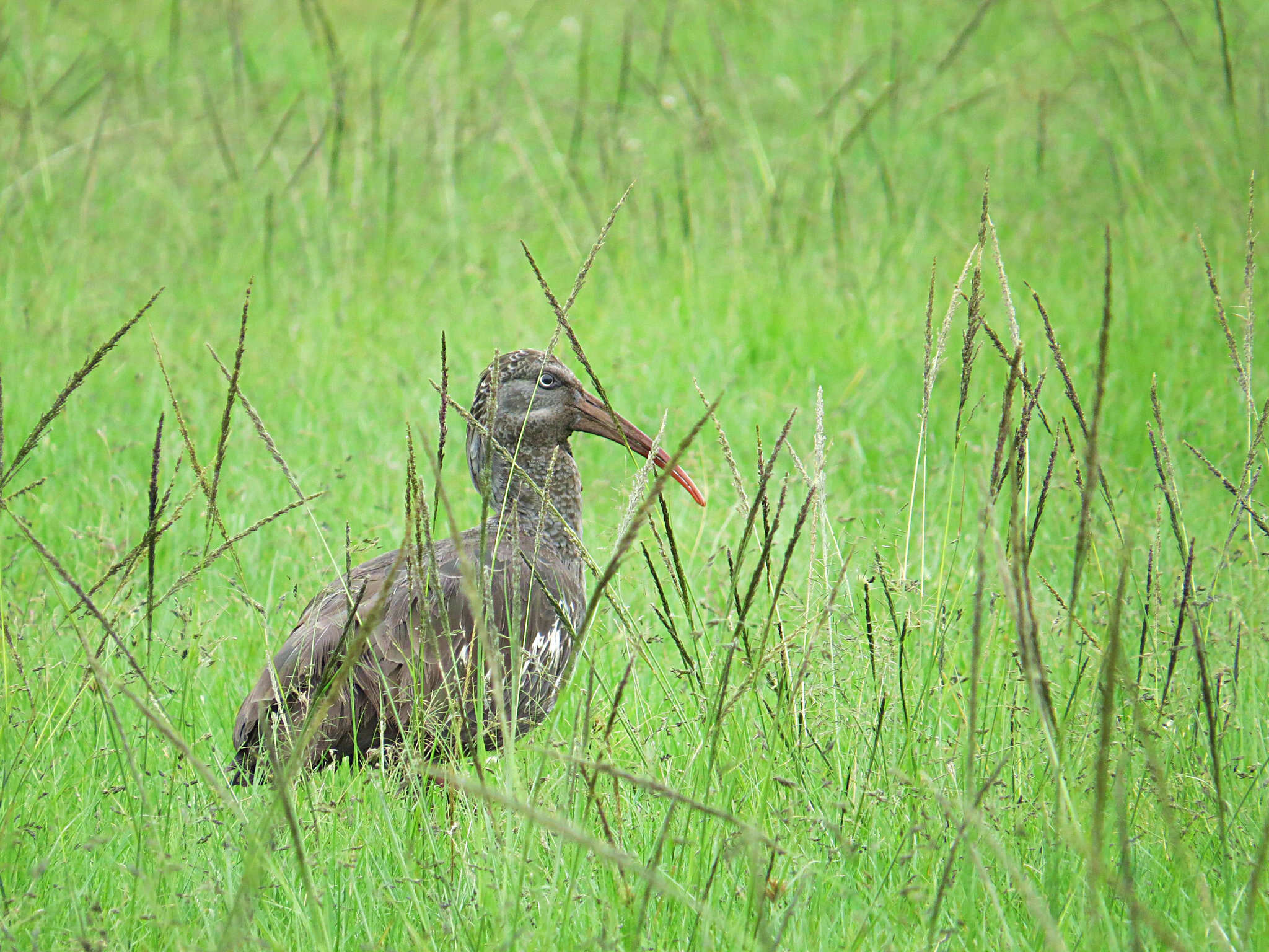 Image of Wattled Ibis