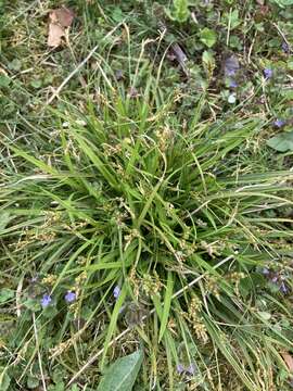 Image of Carex ornithopoda Willd.