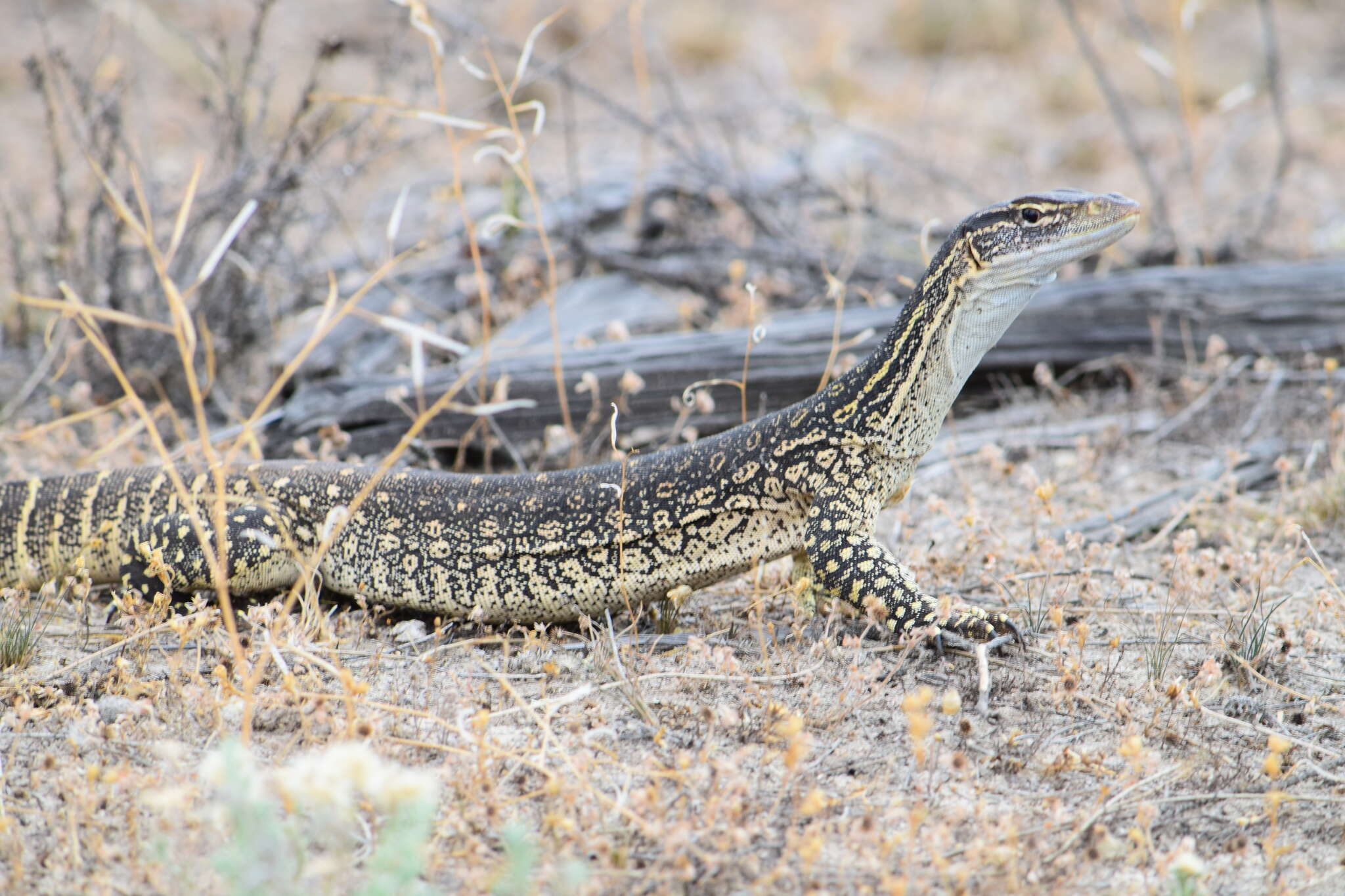 Image of Sand Monitor