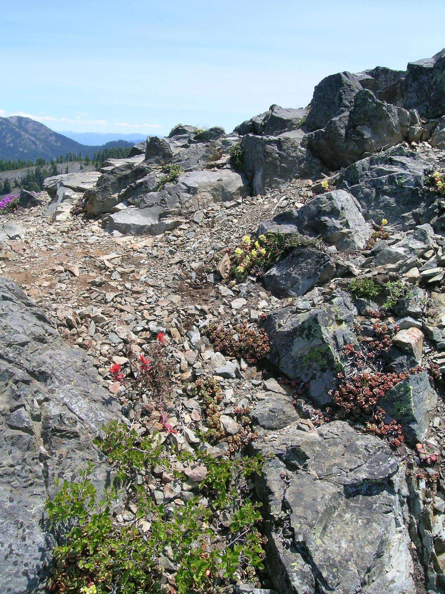 Sivun Sedum oregonense (S. Wats.) M. E. Peck kuva