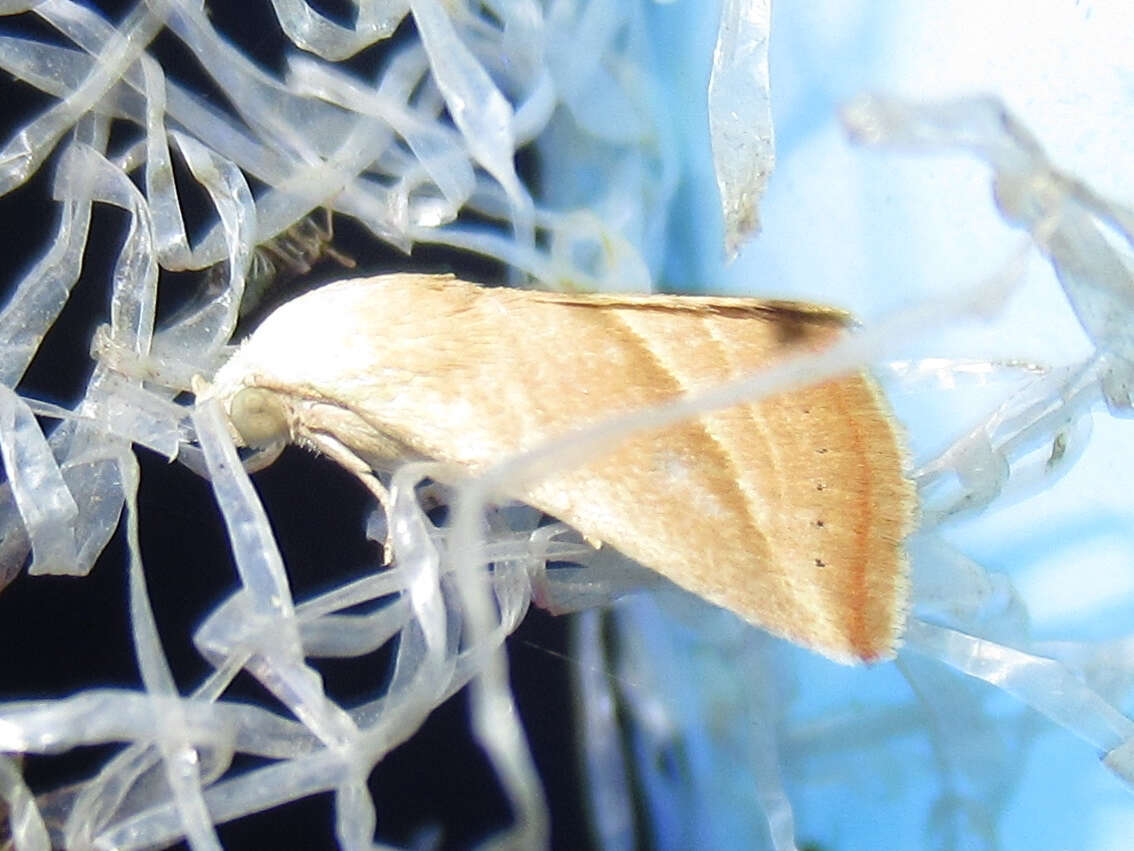 Image of Straight-lined Seed Moth