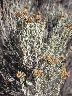 Image of Helichrysum excisum (Thunb.) Less.