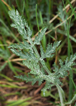 Imagem de Lomatium orientale Coult. & Rose