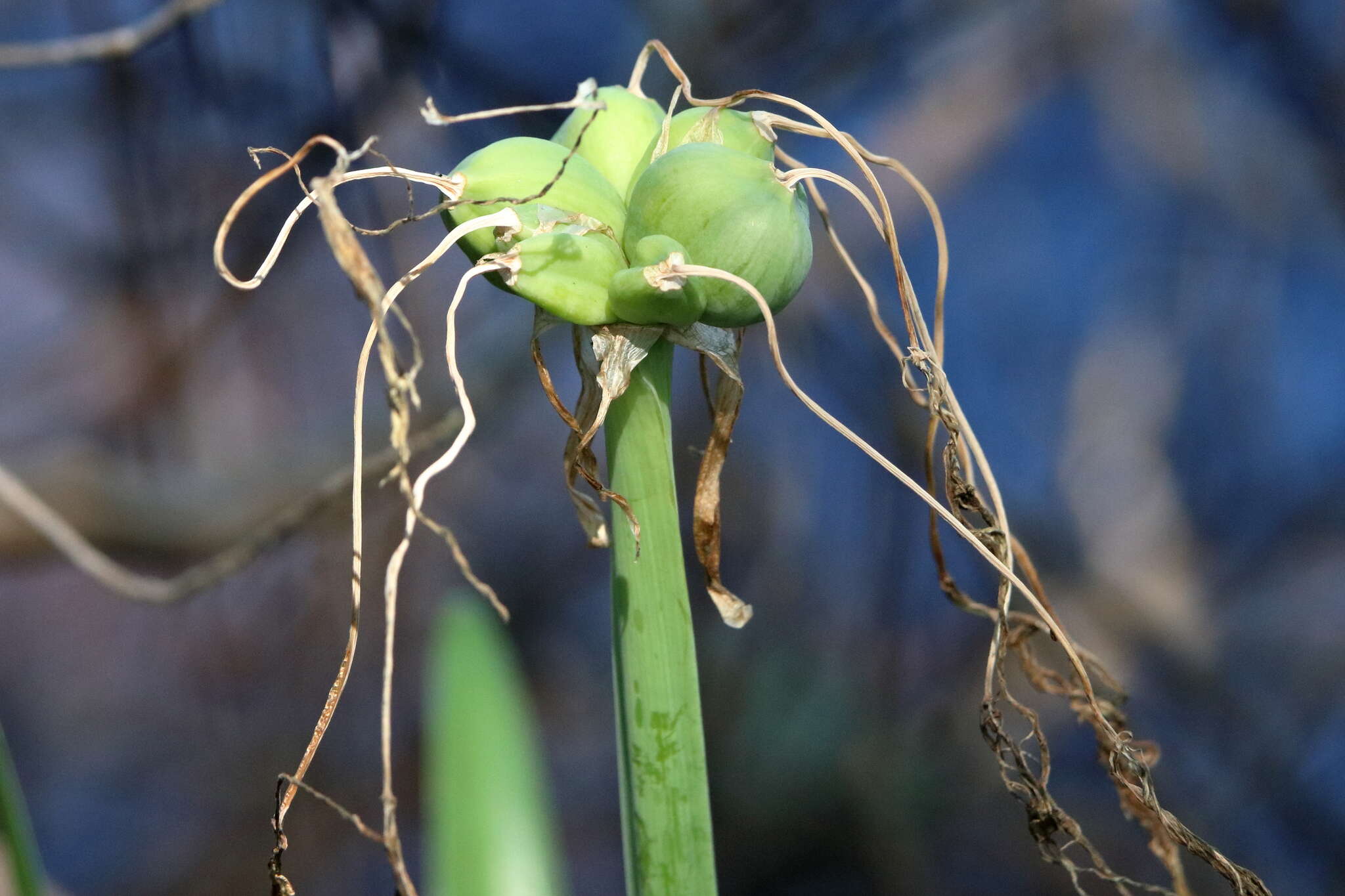 Image of Choctaw spiderlily