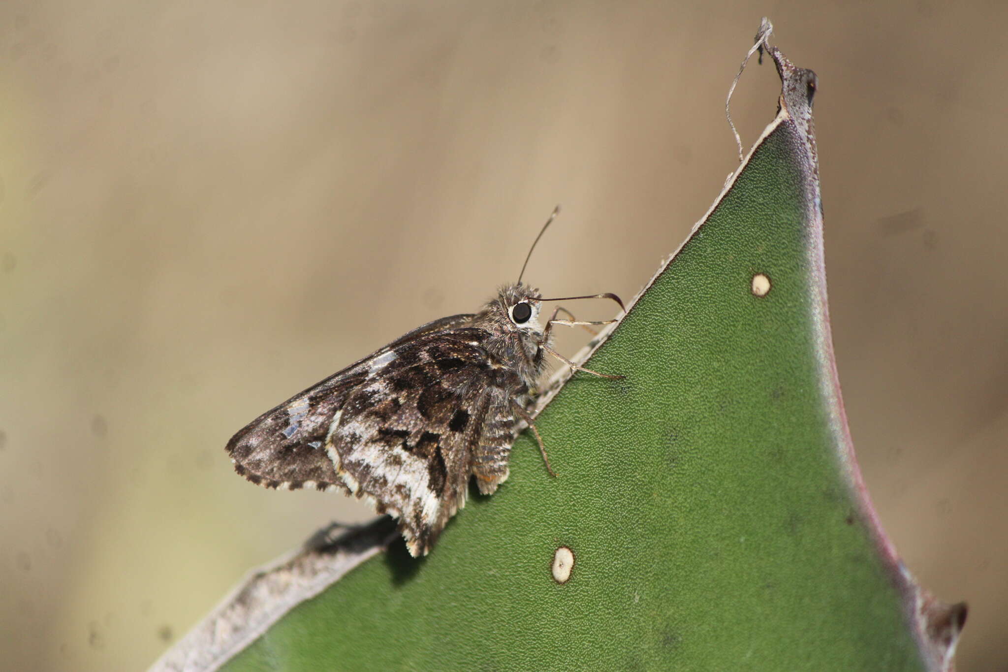 Image de Codatractus arizonensis Skinner 1905