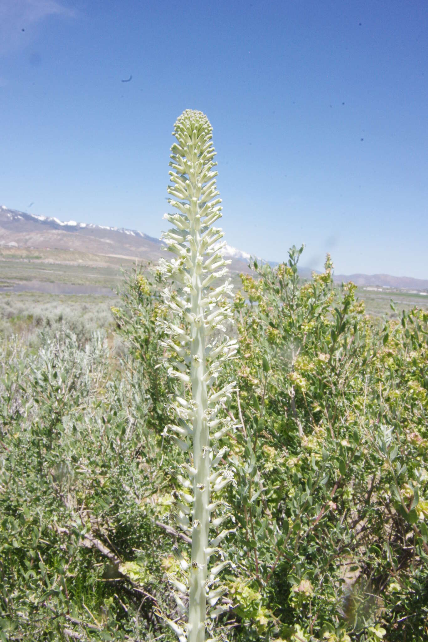 Image of manyflower thelypody