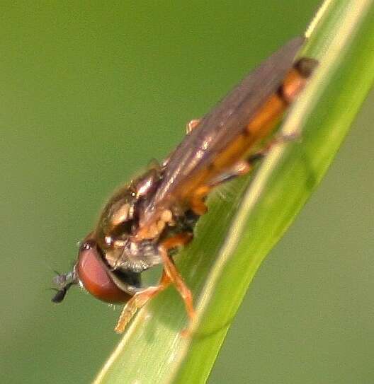 Imagem de Platycheirus quadratus (Say 1823)