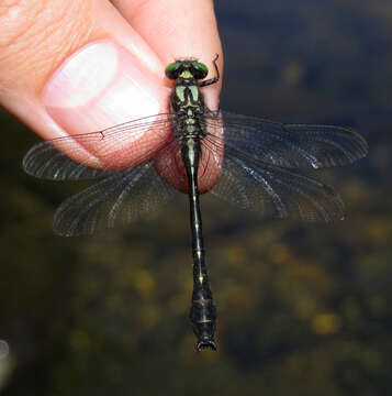 Image of Hylogomphus adelphus (Selys 1858)