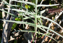 Image of Pelargonium leptum L. Bolus