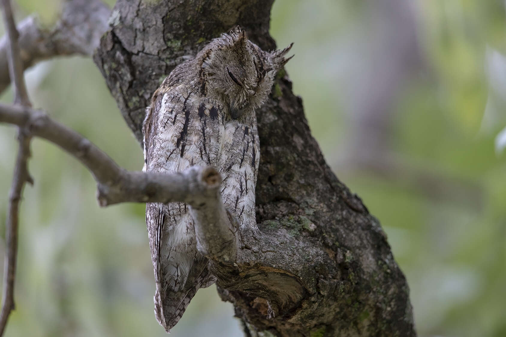 Image of Otus senegalensis senegalensis (Swainson 1837)