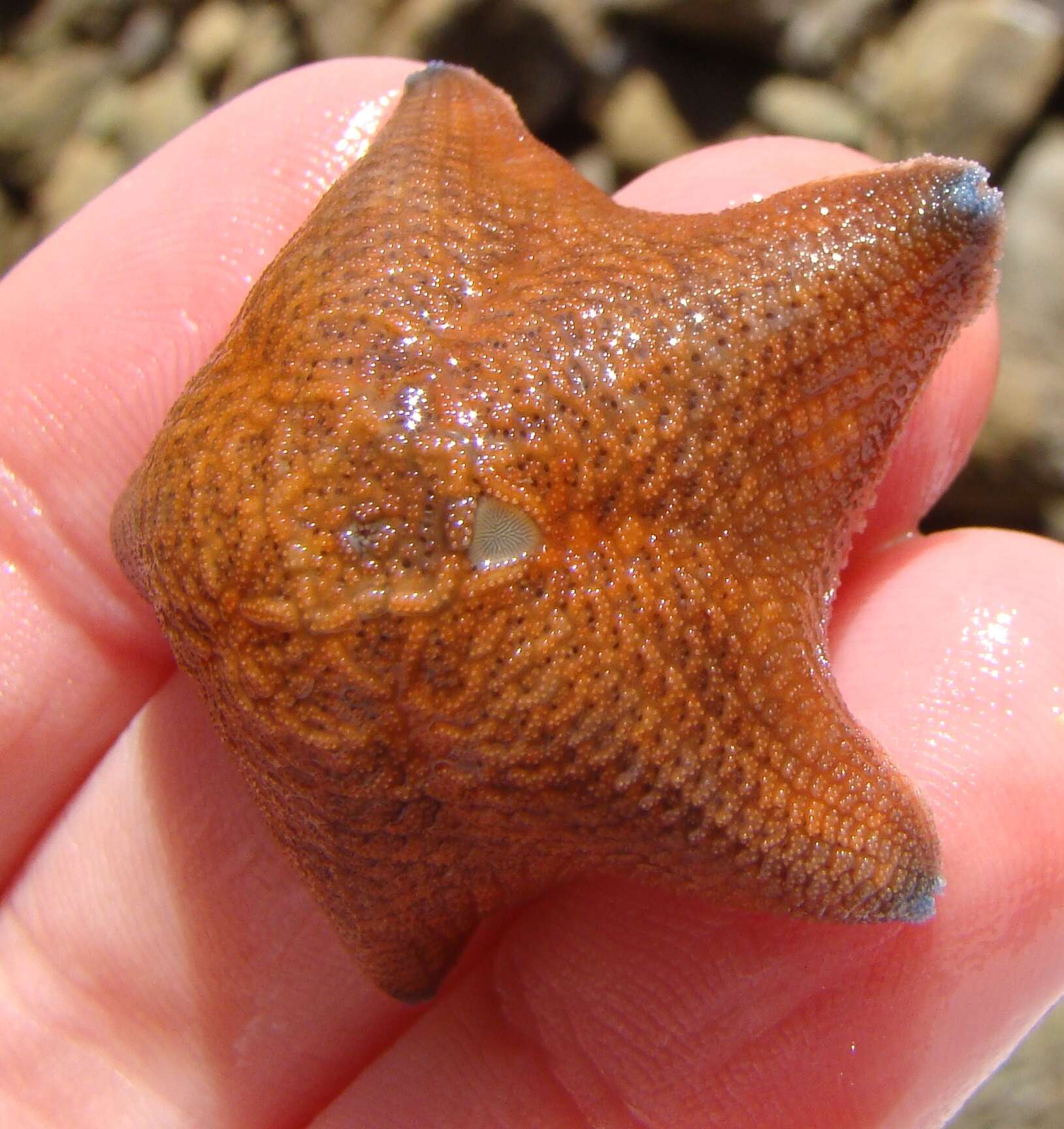 Image of Patiriella regularis (Verrill 1867)