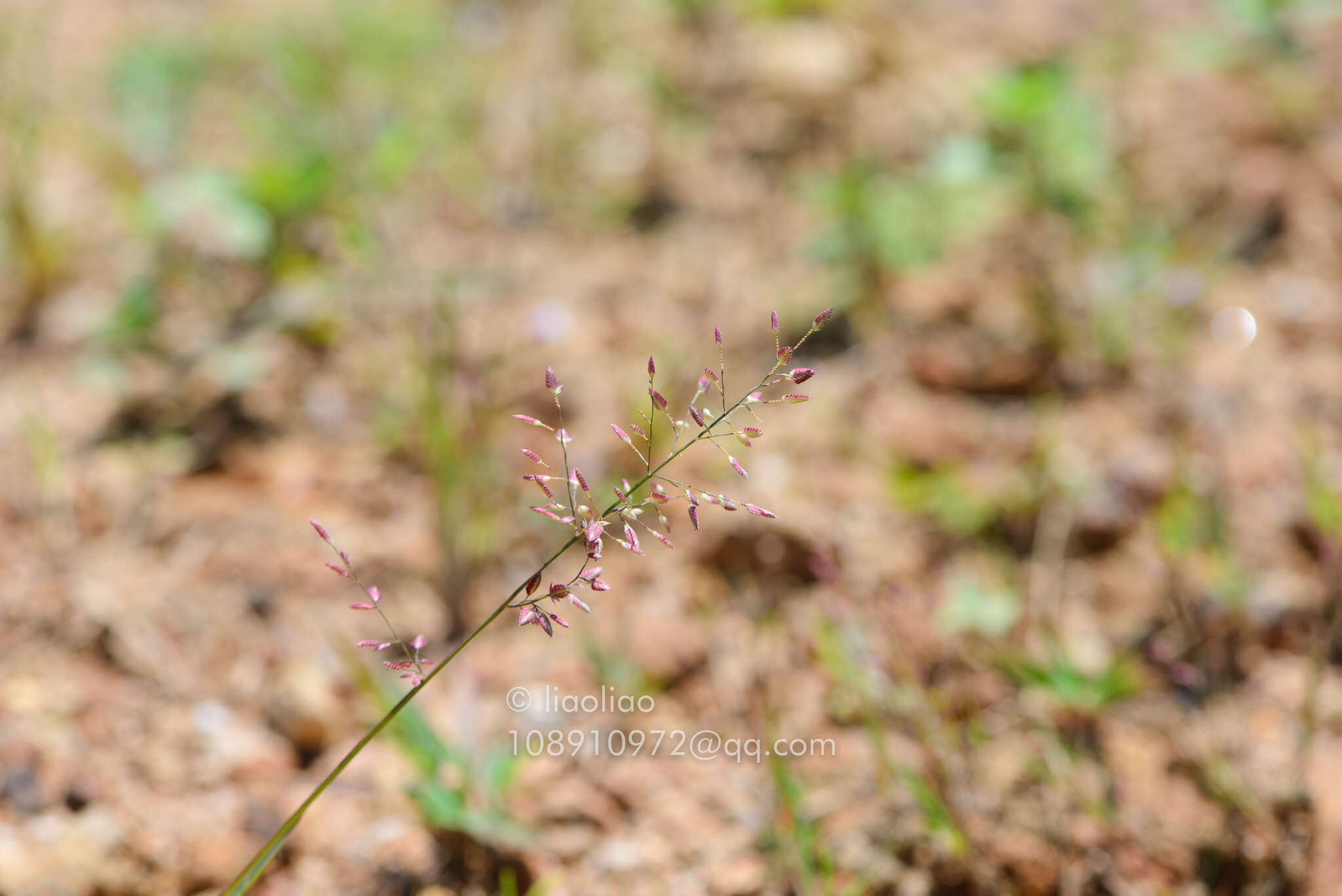 صورة Eragrostis unioloides (Retz.) Nees ex Steud.