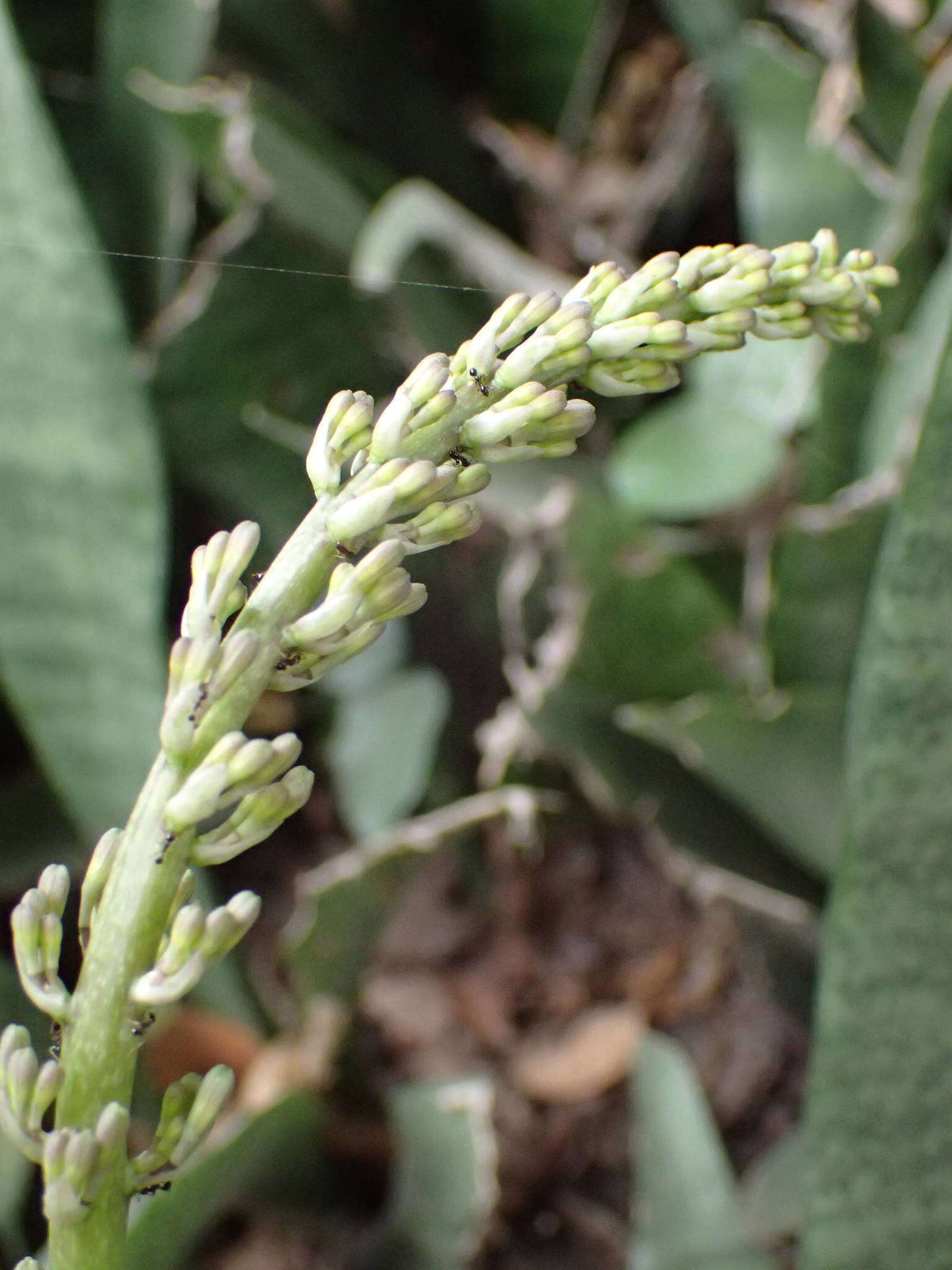 Image of bowstring hemp