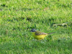 Motacilla flava flava Linnaeus 1758 resmi