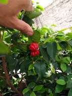 Image of Surinam cherry