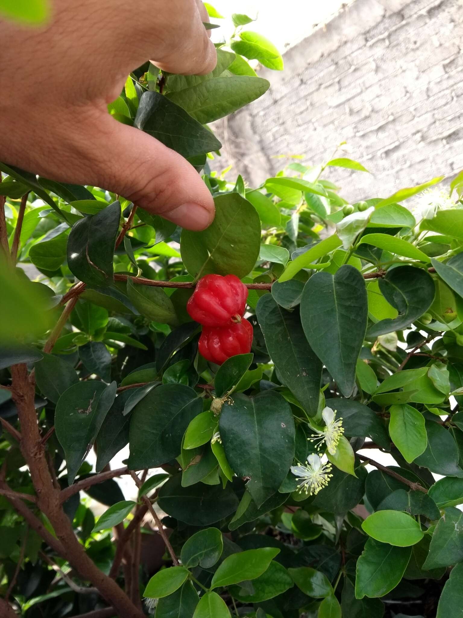 Image of Surinam cherry