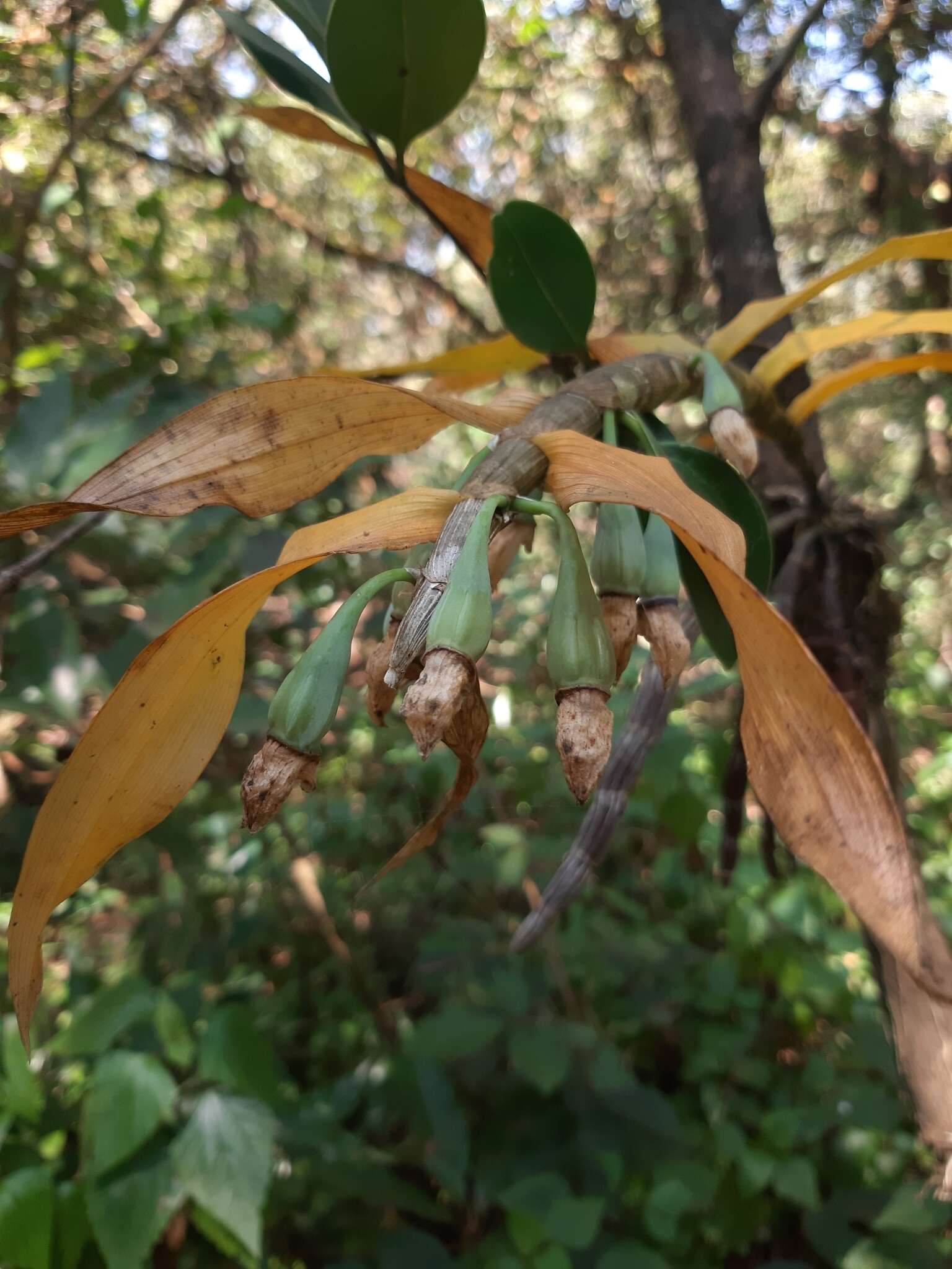 Imagem de Dendrobium aqueum Lindl.